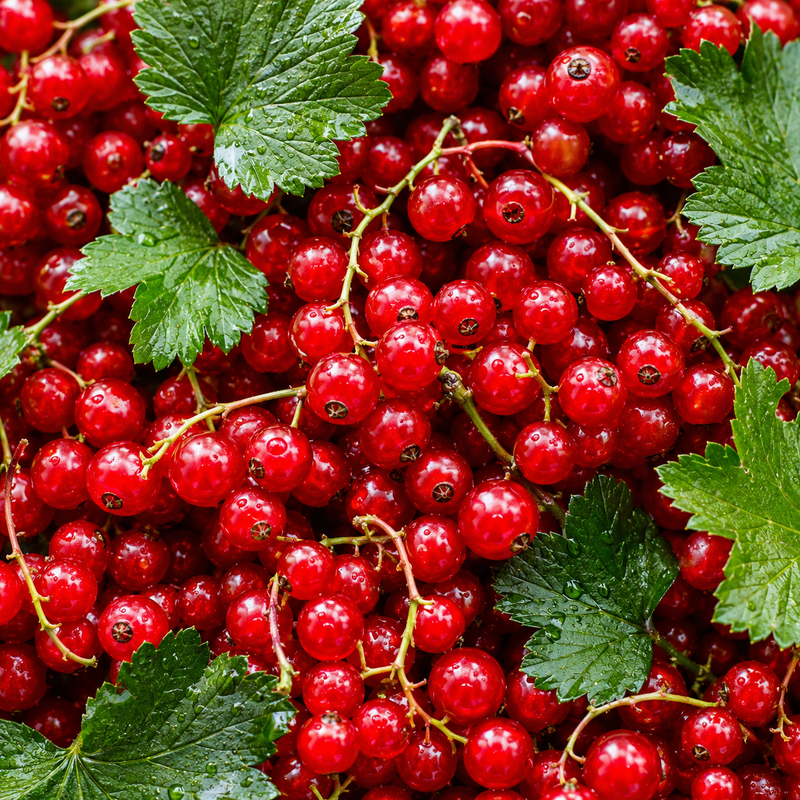 Bio-Johannisbeere