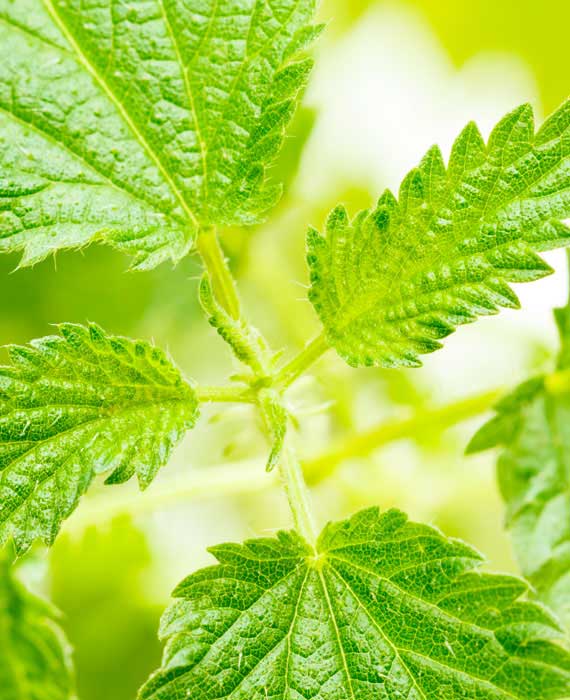 Bio-Brennnessel: stacheliger Star, ziemlich cooler Reset